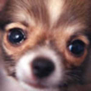 Meet your Posher, Lynne